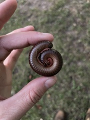 Narceus americanus