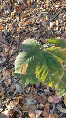 Quercus