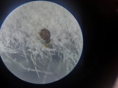 Tenuiphantes flavipes