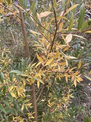 Salix alba