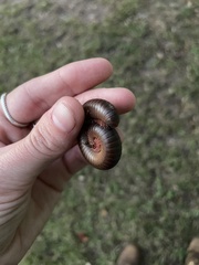 Narceus americanus