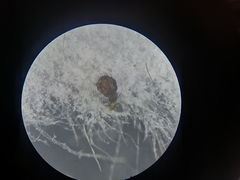 Tenuiphantes flavipes