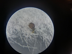 Tenuiphantes flavipes