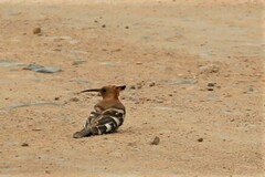 Upupa epops africana