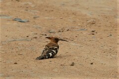 Upupa epops africana