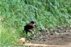 Centropus superciliosus burchellii