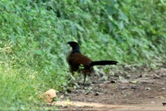 Centropus superciliosus burchellii