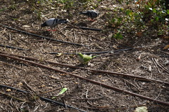 Myiopsitta monachus
