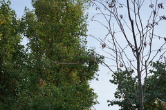 Myiopsitta monachus