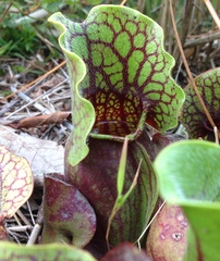 Sarracenia purpurea venosa