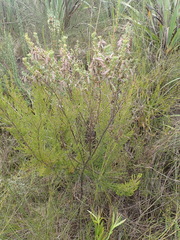 Indigofera flabellata