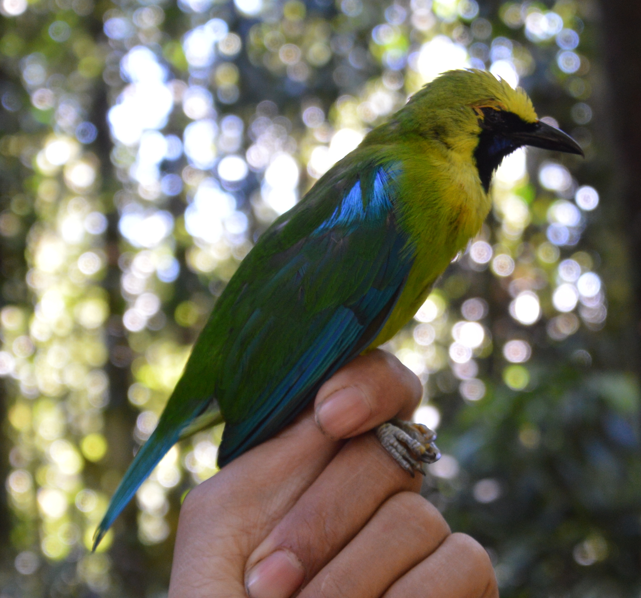 Bornean Leafbird (Chloropsis kinabaluensis), photo 10