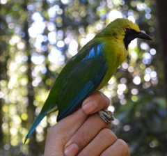 Chloropsis kinabaluensis