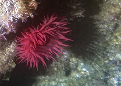 Actinia mediterranea