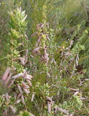 Indigofera flabellata