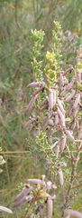 Indigofera flabellata
