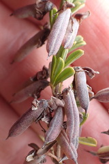 Indigofera flabellata