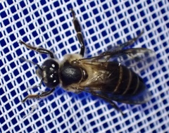 Apis dorsata binghami