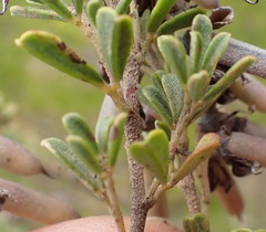 Indigofera flabellata