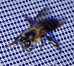 Apis dorsata binghami