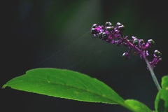Phytolacca thyrsiflora