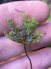 Thamnobryum alleghaniense