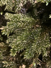 Thamnobryum alleghaniense