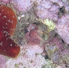 Serpula vermicularis