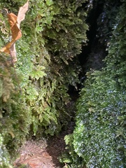 Thamnobryum alleghaniense