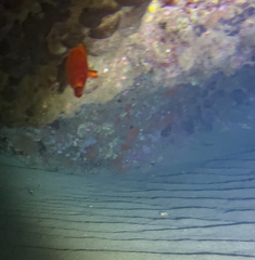 Halocynthia papillosa