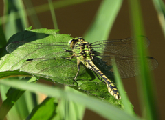 Ophiogomphus cecilia