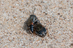 Tachysphex obscuripennis