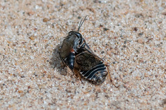 Tachysphex obscuripennis