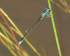 Ischnura pumilio