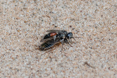 Tachysphex obscuripennis