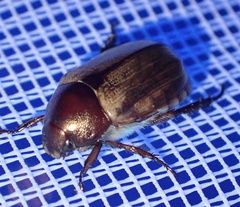 Anomala brachycaula