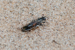 Tachysphex obscuripennis