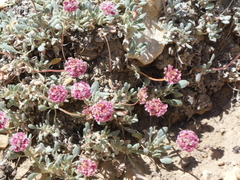 Eriogonum gracilipes