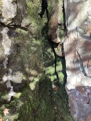 Thamnobryum alleghaniense