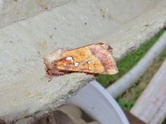 Papaipema leucostigma