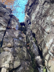 Thamnobryum alleghaniense