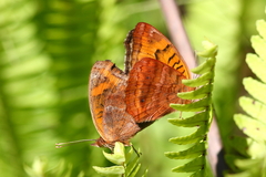 Junonia vestina