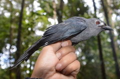 Dicrurus leucophaeus