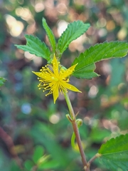 Corchorus hirtus