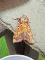 Papaipema leucostigma