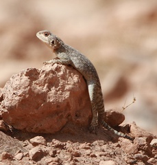Agamidae