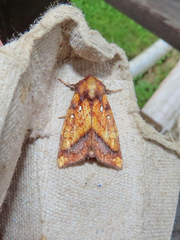 Papaipema leucostigma