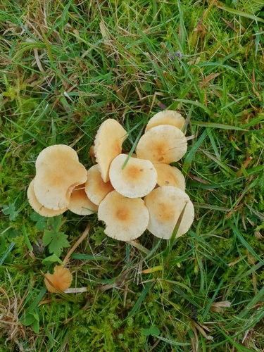 Cystoderma amianthinum — no rights reserved