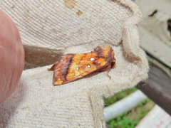 Papaipema leucostigma