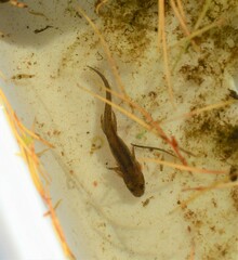 Lissotriton